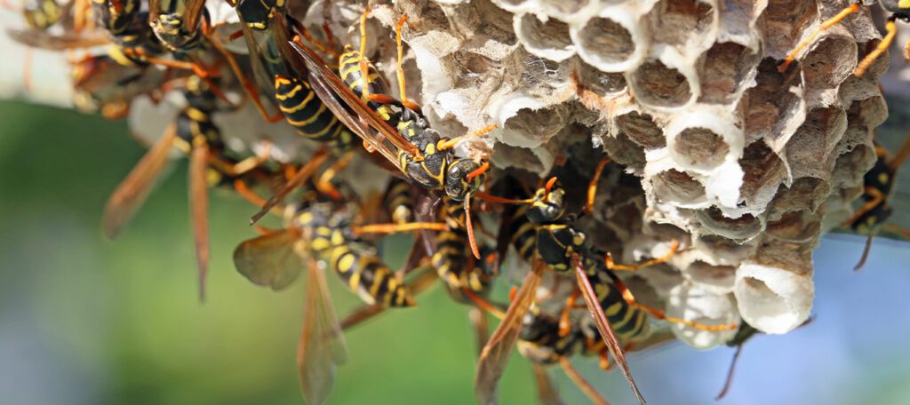 Wasps