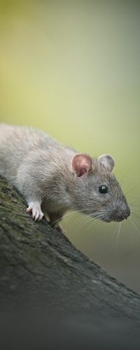 Rats Control