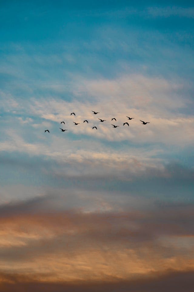 Birds in flight
