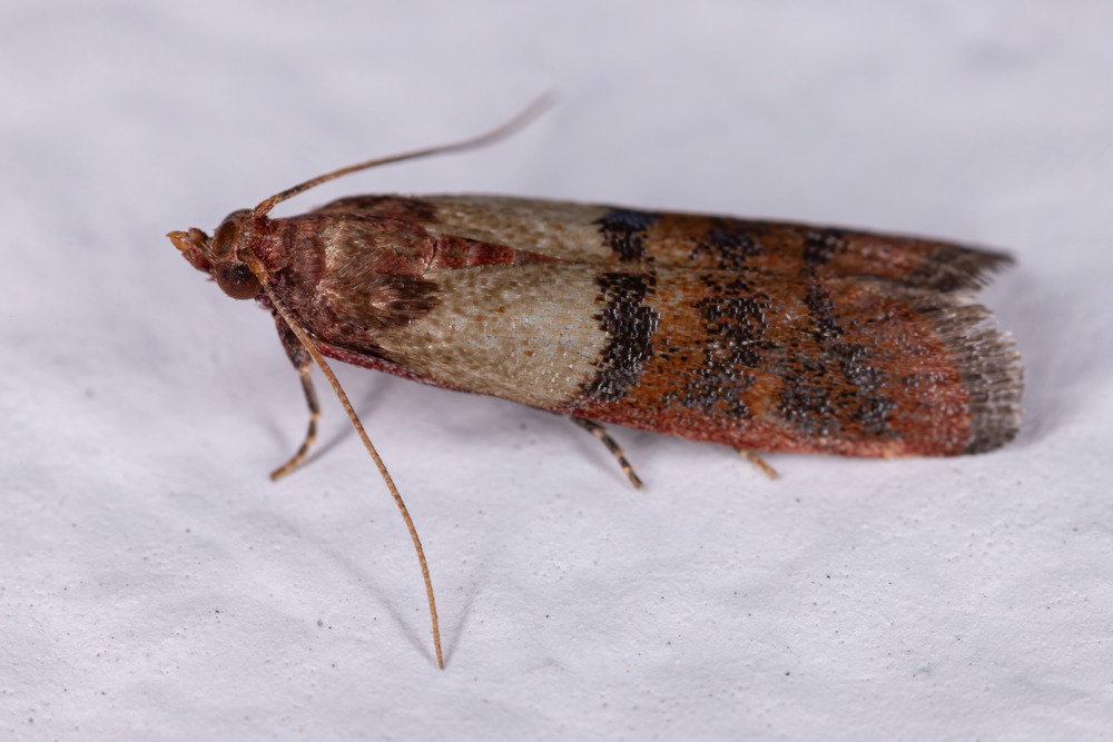 Indian Meal Moth